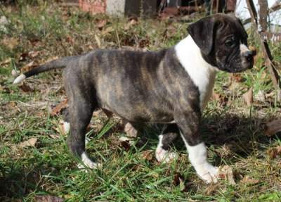 Pitbull Puppies for Sale - Dogs on Aster Vender