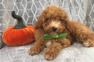 toy Poodle Puppies  - Dogs