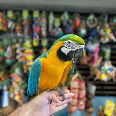  Blue and Gold Macaw - Birds