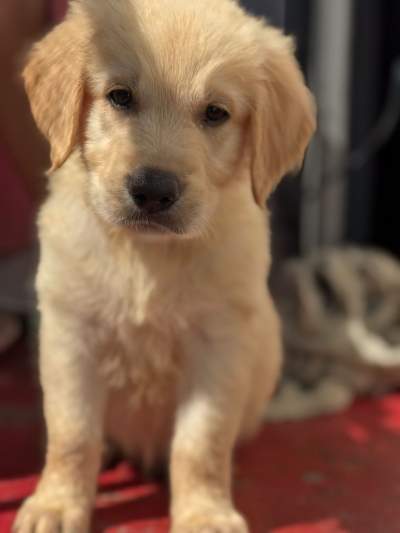 Golden Retriever puppies for sale  - Dogs on Aster Vender