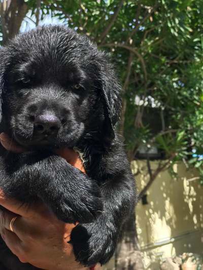 Labrador noir à vendre  - Dogs on Aster Vender