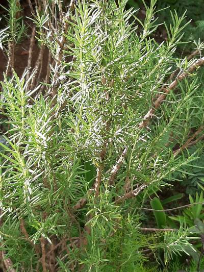 Romarin Rosemary  - Plants and Trees on Aster Vender