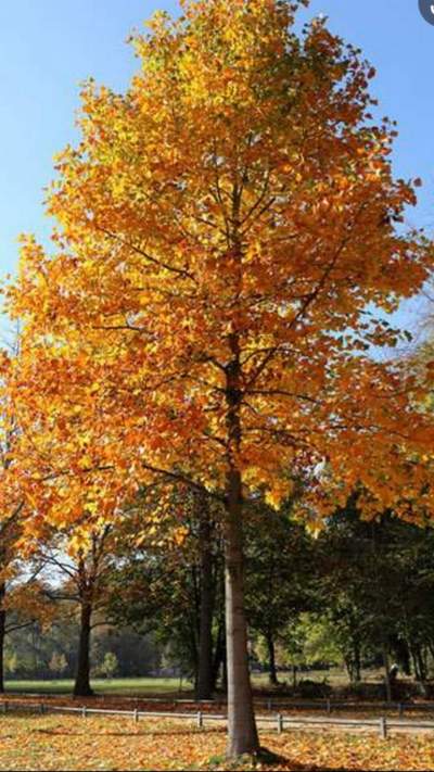 Hollandaise Orange leaves fall autumn trees - Plants and Trees on Aster Vender