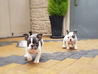 Adorable French Bulldog puppies - Dogs