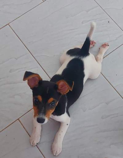 Chiot A Vendre - Dogs on Aster Vender