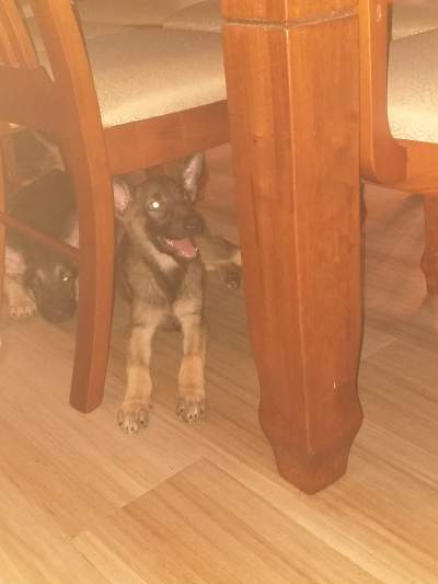 German Shepherds >3months - Dogs on Aster Vender