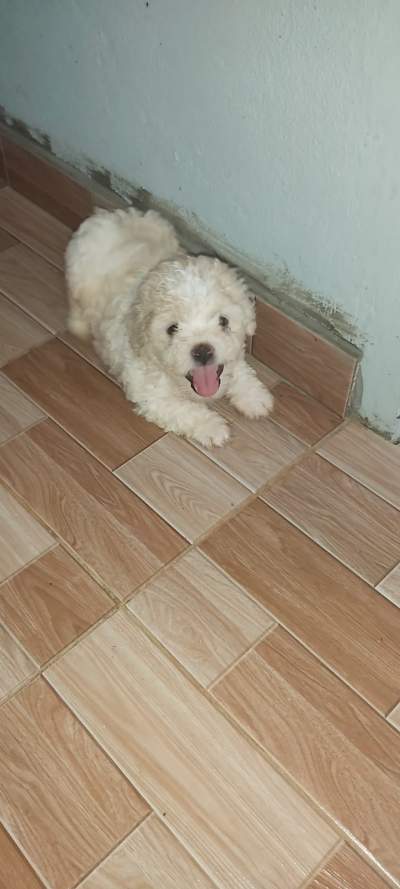 Griffon  - Dogs on Aster Vender