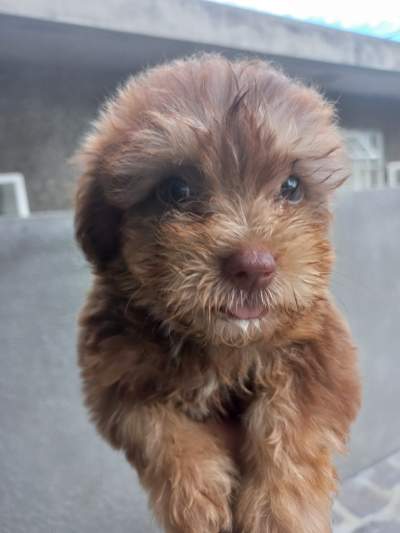 Griffon Nain Pursang - Dogs on Aster Vender