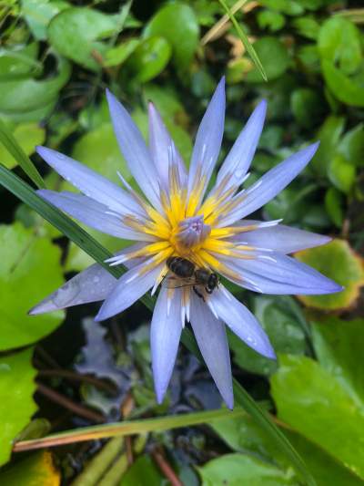 water lily - Plants and Trees on Aster Vender