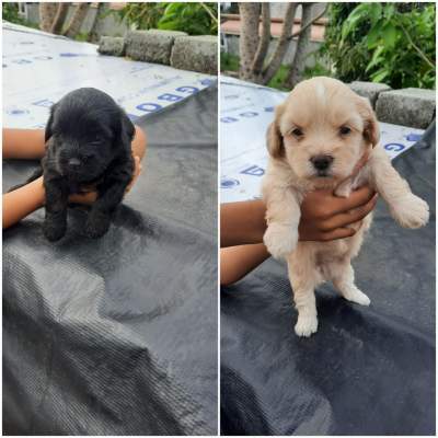Griffon nain pursang - Dogs on Aster Vender
