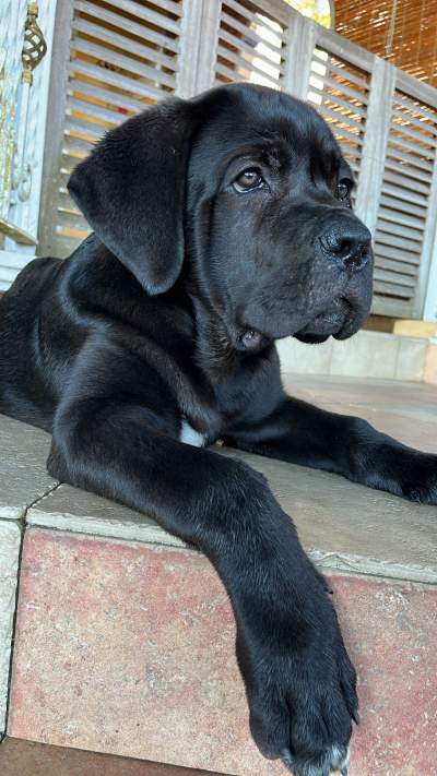 Cane Corso  - Dogs on Aster Vender