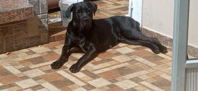 Cane corso x Great Dane puppies - Dogs on Aster Vender