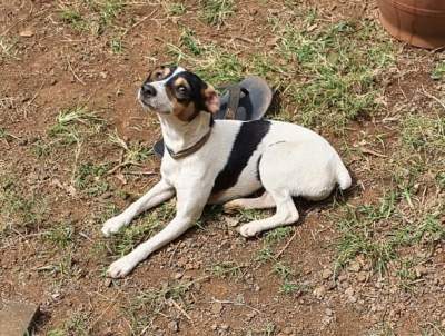 Pure bred Fox terrier for sale - Dogs on Aster Vender