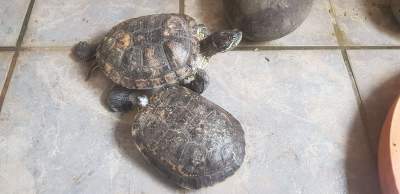 Turtles for sale - Turtles on Aster Vender