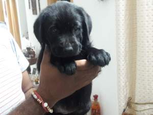 Labrador Puppies  - Dogs on Aster Vender
