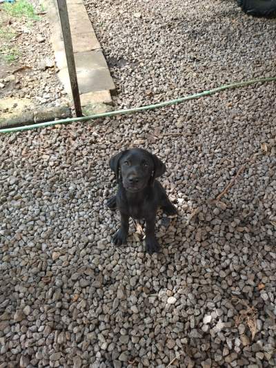 Pure breed black English Labrador for sale - Dogs on Aster Vender