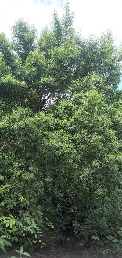 White sandalwood (Santalum album) - Plants and Trees on Aster Vender
