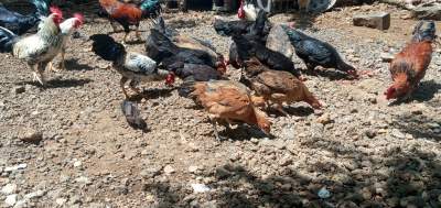Poule et Coq sur pattes - Poultry on Aster Vender