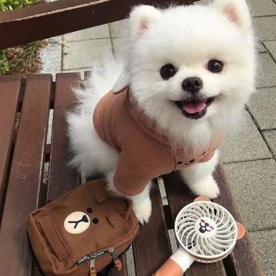 Cute Pomeranian Puppy - Dogs on Aster Vender