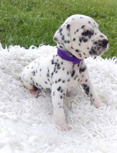 Male And Female Dalmatian Beautiful Puppies - Dogs on Aster Vender
