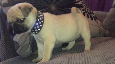 Pugs Puppies - Dogs on Aster Vender