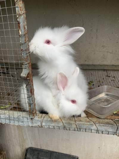 Bunnies  - Rabbit on Aster Vender
