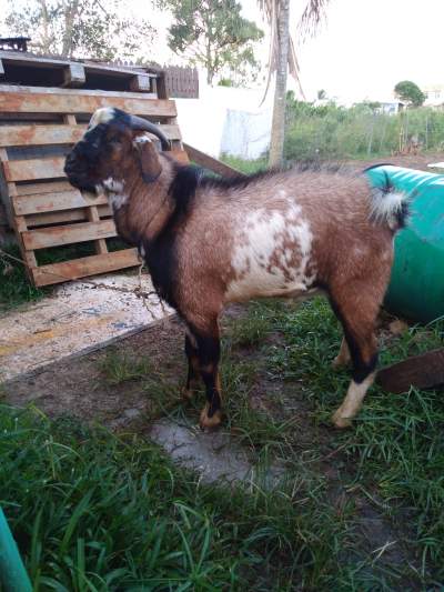 A vendre bouc local - Other Pets on Aster Vender