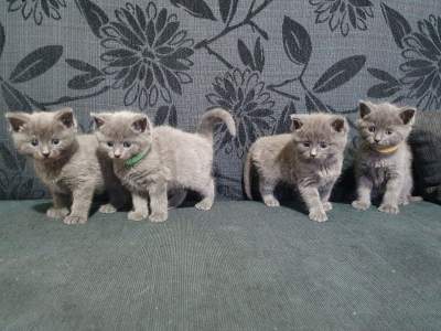 Beautiful Russian Blue kittens - Cats