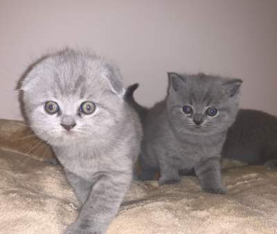 Beautiful Scottish Fold kittens - Cats