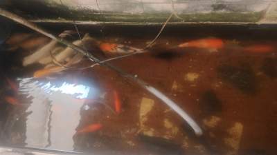 10 Koi - Multicolor -  Aquarium fish on Aster Vender