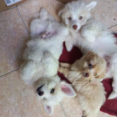 Chiot griffon a vendre  - Dogs on Aster Vender