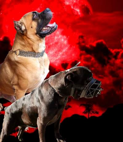 Cane Corso Puppies Great Combination of Italian and French Bloodline - Dogs on Aster Vender