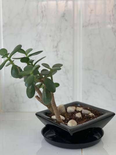 Jade plant in black ceramic pot - Plants and Trees
