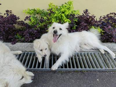 German spitz - Dogs on Aster Vender