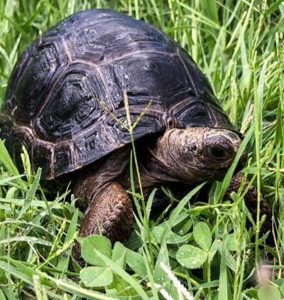 Aldabra tortoises  - Reptiles & Amphibians