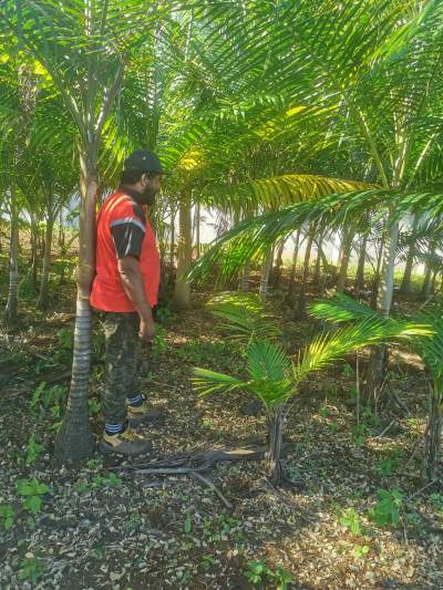 Palmiste tree  - Plants and Trees on Aster Vender