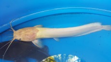 Poisson chat -  Aquarium fish on Aster Vender