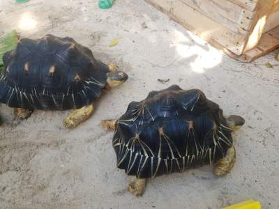 Radiated Tortoise - Reptiles & Amphibians on Aster Vender