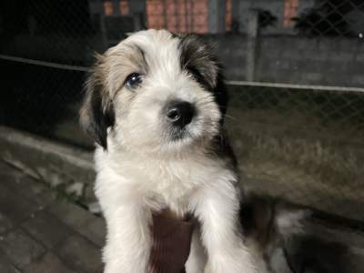 Griffon for sale - Dogs on Aster Vender