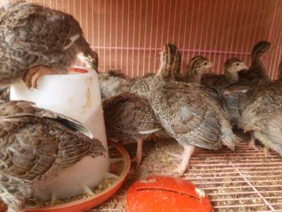 Guinea Fowl Chicks - Birds on Aster Vender