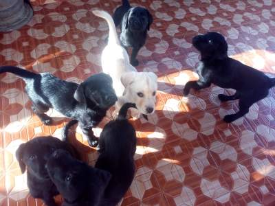 English Labrador Puppies - Dogs on Aster Vender