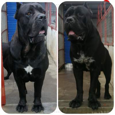 CaneCorso puppies  - Dogs on Aster Vender