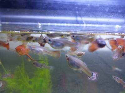 Aquarium deco fish Guppies  -  Aquarium fish