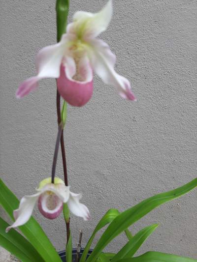 Sabot de venus ( Orchidée)
