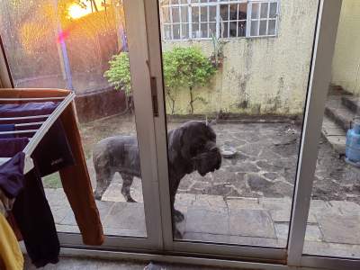 Cane corso - Dogs on Aster Vender