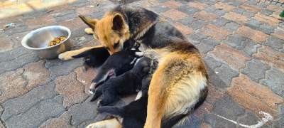 Pure GSD for sale - Dogs on Aster Vender