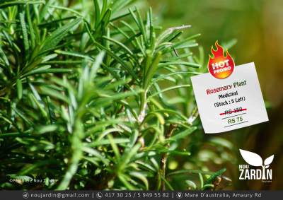 Rosemary Plant - Promo sale - Plants and Trees on Aster Vender