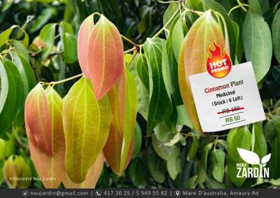 Cinnamon Plant - Promo sale - Plants and Trees on Aster Vender