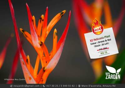 X2 Heliconia Plants - Promo sale - Plants and Trees