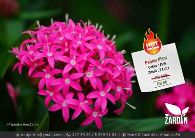 Pink Pentas Plant - Promo sale